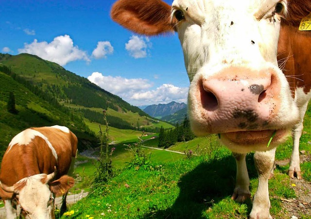 In der Schweiz werden die Khe immer grer und schwerer  | Foto: dpa