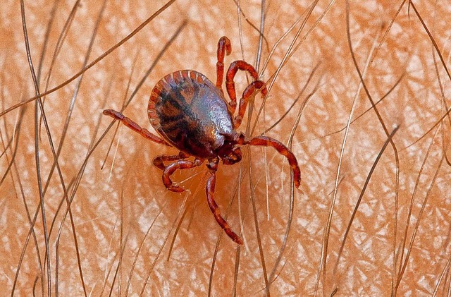 29 Flle der durch Zeckenbisse bertra...wurden bisher in der Ortenau gemeldet.  | Foto: dpa