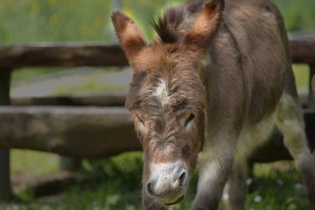 Eselwanderungen im Murgtal