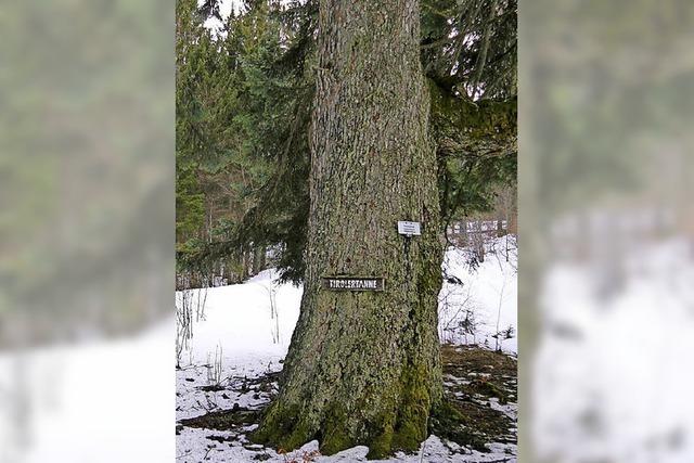 Flucht in die Abgeschiedenheit des Sdschwarzwalds