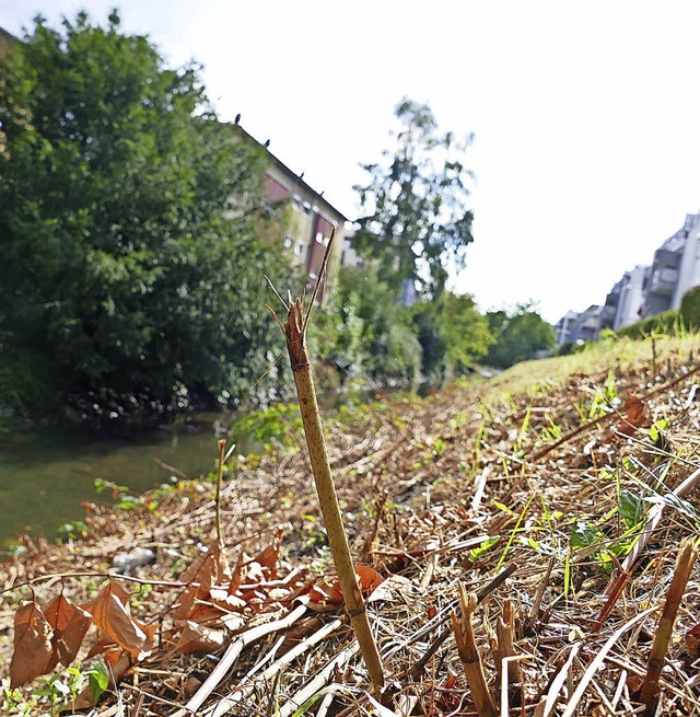 Abrasiert wurden am Kanal  nicht nur u...rn versehentlich auch junge Bumchen.   | Foto: Andr Hnig