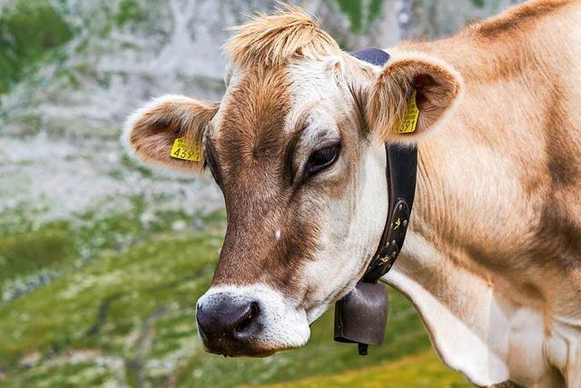 Schweizer Kühe werden zu dick für die Almwiesen