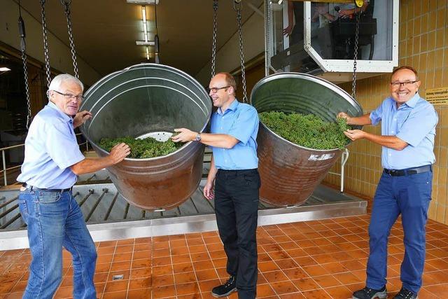 Badischer Winzerkeller verarbeitet die ersten 200000 Kilogramm Trauben für Neuen Süßen