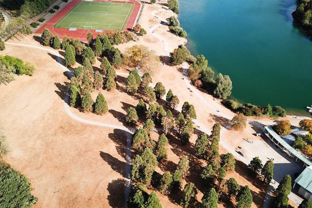 Im Seepark sind die Wiesen verbrannt.  | Foto: Michael Saurer