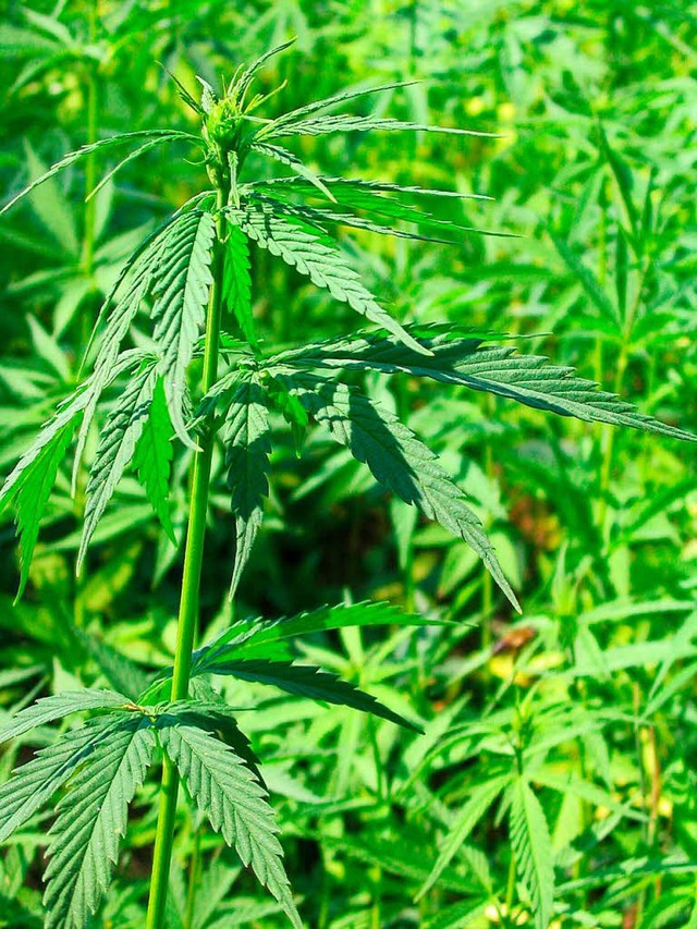 Cannabisgeruch fhrte die Ordnungshter zu den Rauchern.   | Foto: dpa