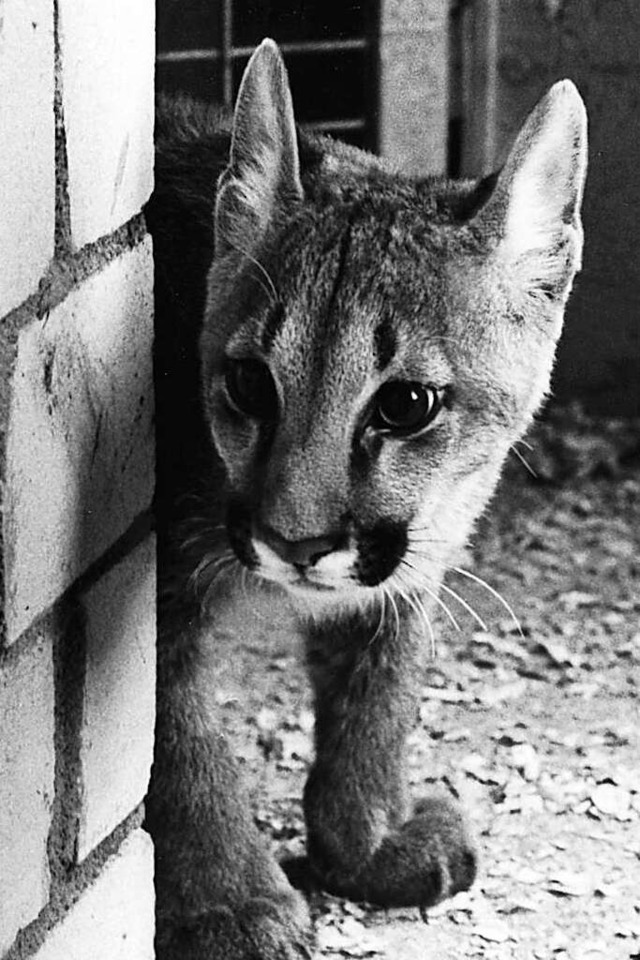 Ein junger Puma auf dem Mundenhof: Diese Zeiten sind vorbei.  | Foto: BZ-Archiv