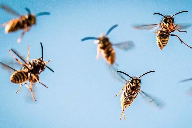 Wie man sich gegenüber Wespen und Hornissen richtig verhält