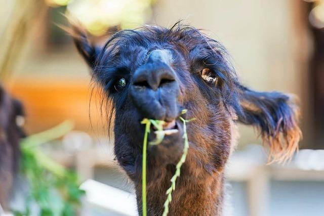 Zuwachs fr die Lamas im Basler Zoo