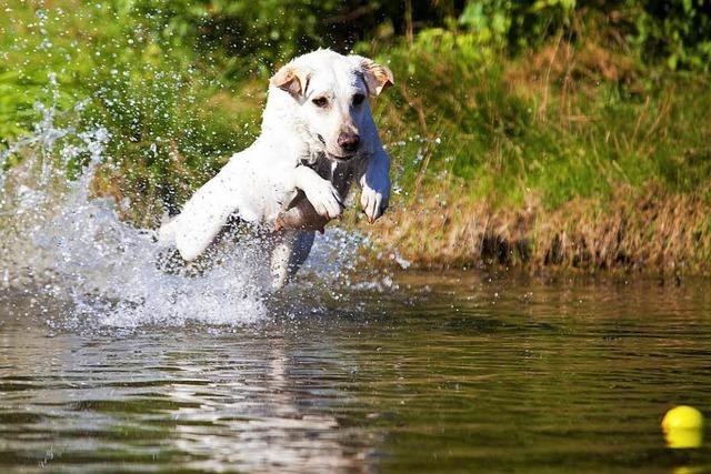 Badende Hunde sorgen fr Stress im Naturbadesee Nonnenmattweiher