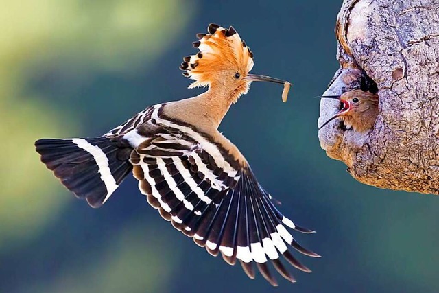 Der Wiedehopf  | Foto: Martin Demmel www.wildlifephoto-