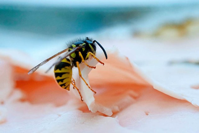 Ein Wespenstich kann fr Allergiker  lebensgefhrlich werden.   | Foto: dpa