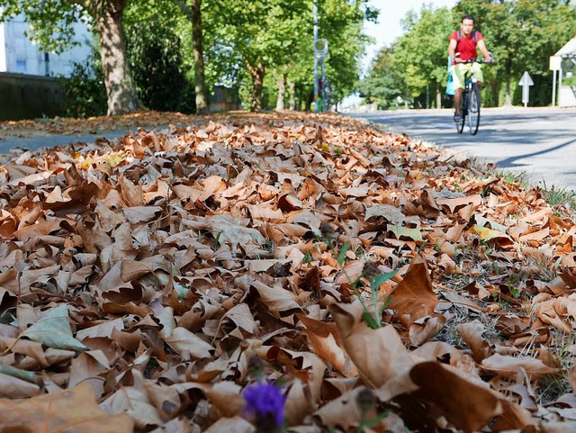 Laubmassen als wre es Herbst (gesehen...sorgt fr immer wieder neue Phnomene.  | Foto: Hans-Peter Mller