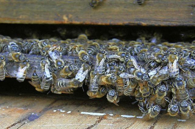 Von der Biene zum Honig