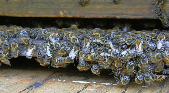 Durch ihren Flgelschlag regeln die Bienen das Klima im Wabenraum  | Foto: Walter Schmidt