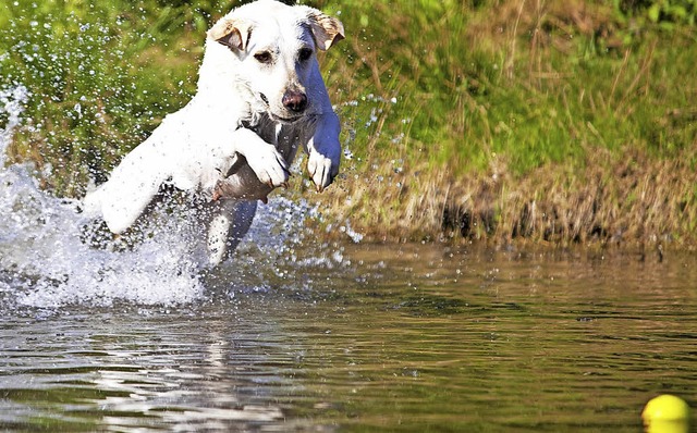 Hunde im Wasser: Fr viele ein rgerni...unde aus Naturschutzgrnden verboten.   | Foto: Symbolfoto: Hammerschmid (stock.adobe.com)