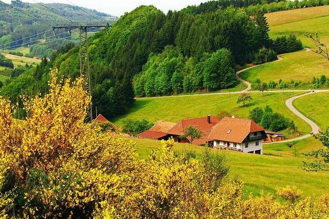 Ginsterblte am Geisberg