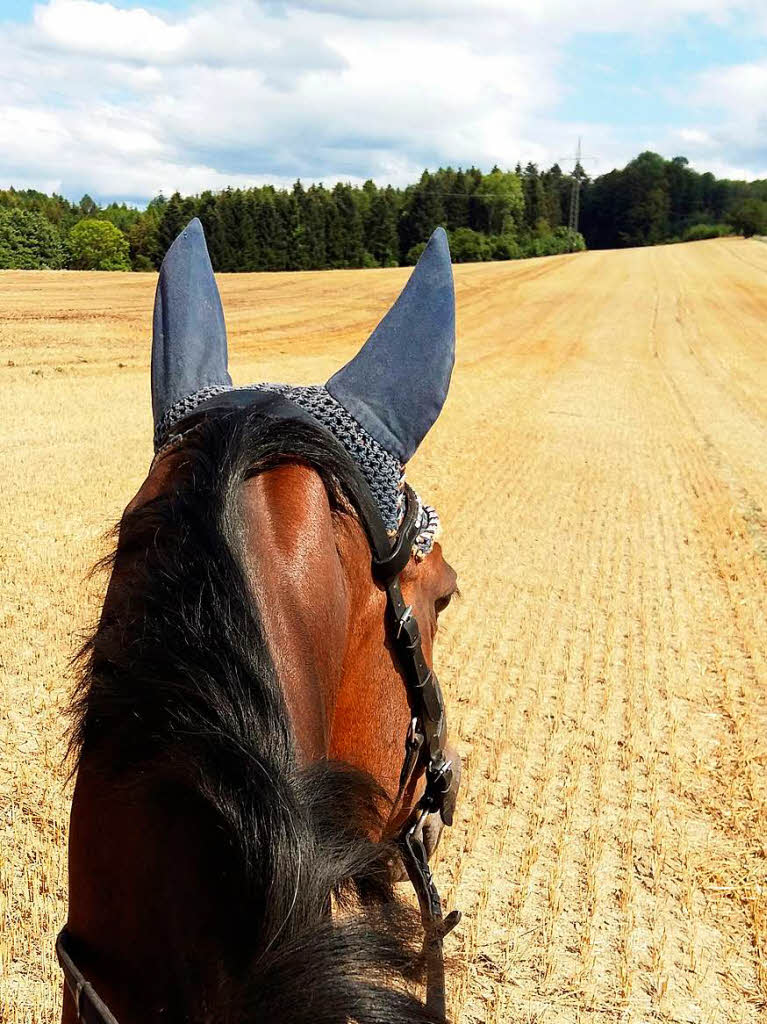 Dagmar Hitzfeld: Mein Lieblingssport ist das Reiten. Das Bild entstand vor wenigen Tagen auf einem Ausritt mit meinem Pferd unmittelbar vor dem Galopp bers abgemhte Feld.