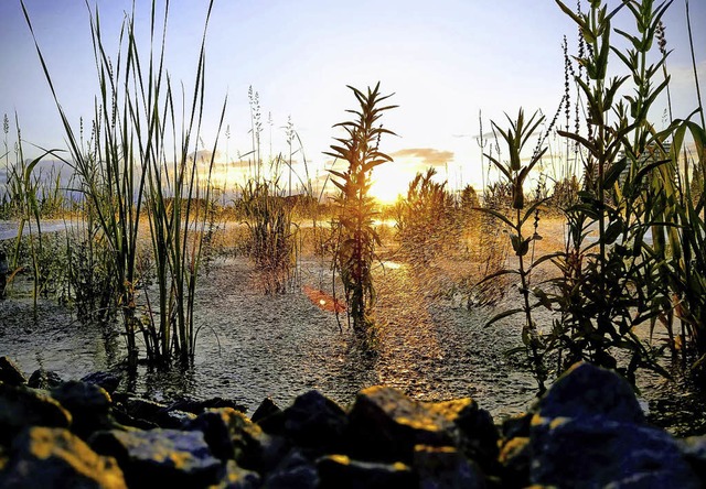 Die Sprenkleranlage beim Sonnenunterga... BZ-Leser Daniel Lischka fotografiert.  | Foto: Daniel Lischka