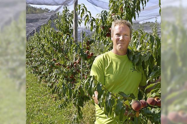 Die Obstbauern aufd em Rührberg sind mit dem Sommer sehr zufrieden