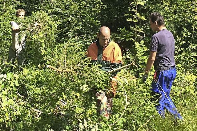 Damit das Auerhuhn im Schwarzwald berlebt