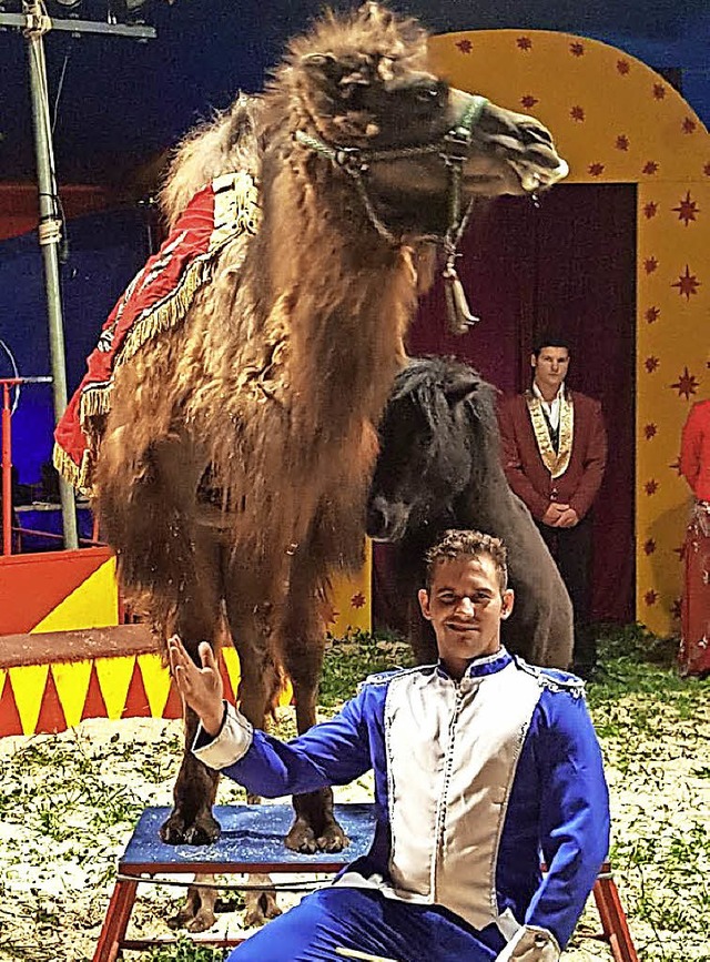 Zu bestaunen gibt es in den Zirkusvors...gen auch die Knste von Kamel Aladin.   | Foto: PrIVAT