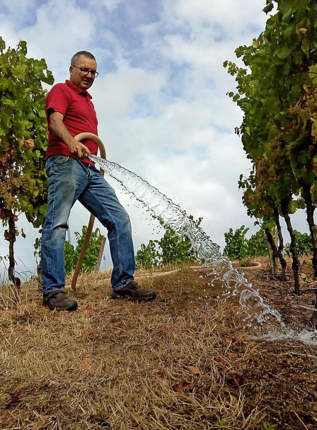 &#8222;Wasser, marsch&#8220;:  Tglich...einrad Hurst die geplagten Rebstcke.   | Foto: RudolF