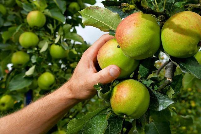 Landwirte in der Region gehen von einem guten Apfeljahr aus