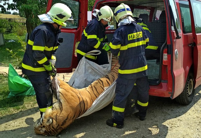 Bei einer Razzia nahe Prag wurde dieser tote Tiger gefunden.  | Foto: dpa