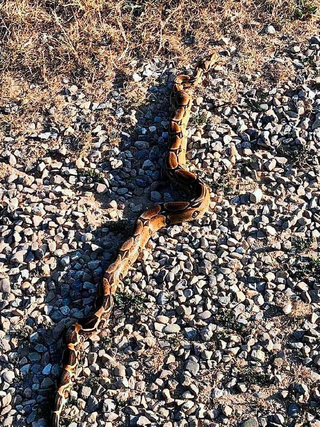 Diese Boa Constrictor wurde in Endingen entdeckt.  | Foto: Feuerwehr Endingen