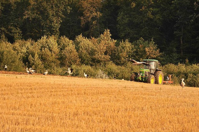Dort, wo Traktoren das Ackerland umbre... sind auch die groen Vgel betroffen.  | Foto: Jutta Schtz