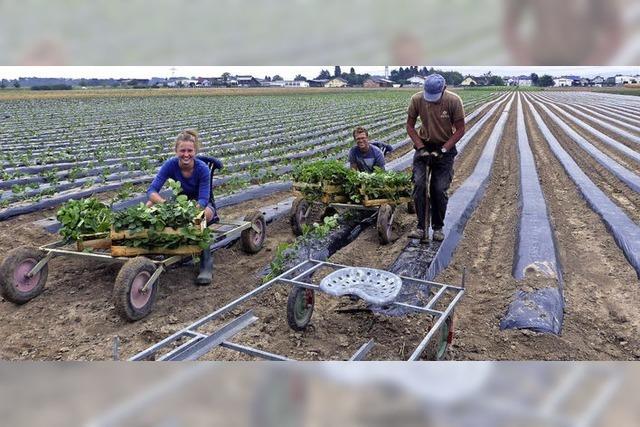 Pflanzzeit fr die Erdbeeren in Ried