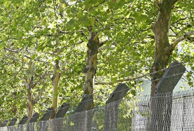 Platanen &#8222;huten&#8220; sich, we... Anblick an der Alten Strae  normal.   | Foto: Borchers