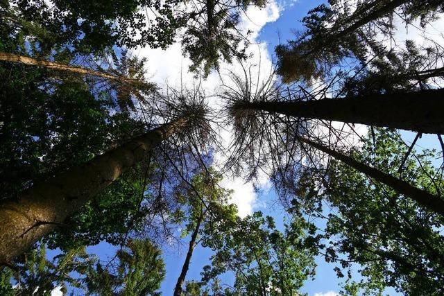 Harzige Zeiten fr den Schopfheimer Wald