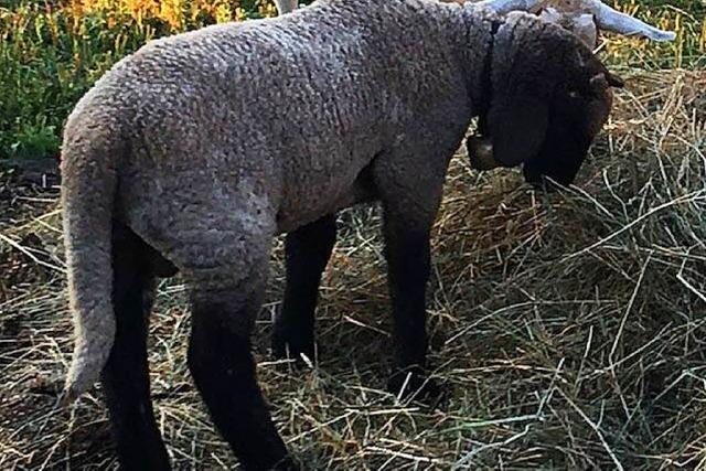 Unbekannter misshandelt Schaf in Lffingen und stiehlt ein Lamm