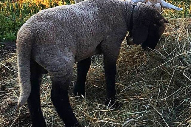 Dieses  zehn Wochen alte Lamm ist aus ... Rtenbacher Strae gestohlen worden.   | Foto: Privat
