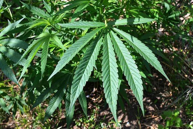 Große Cannabisplantage in Kirchhofener Maisfeld entdeckt