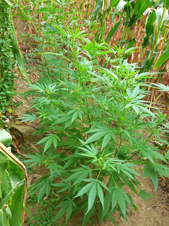 Getarnt im Maisfeld: die Marihuana-Pflanzen in Kirchhofen  | Foto: Polizei
