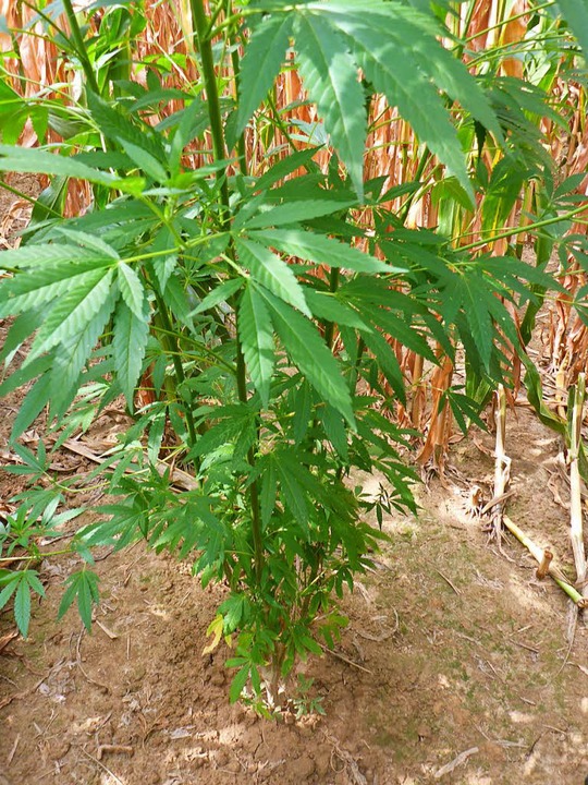 Getarnt im Maisfeld: die Marihuana-Pflanzen in Kirchhofen  | Foto: Polizei