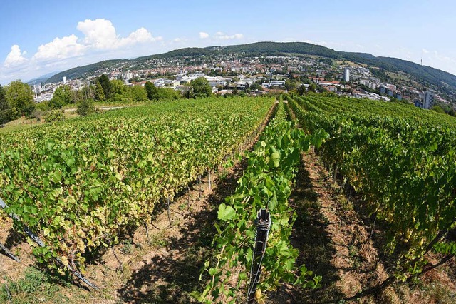 Auch in den Tllinger Weinbergen beginnt die Weinlese frher als gewhnlich.  | Foto: Jonas Hirt
