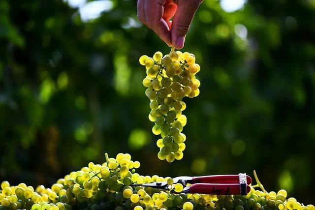 Beim Breisacher Weinfest können an die 400 Tropfen verkostet werden