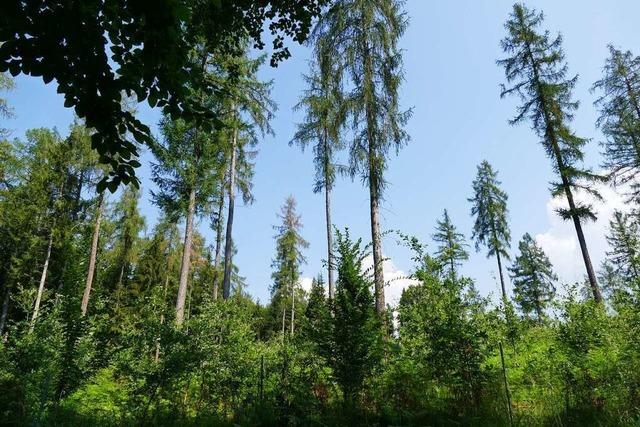 Im Rheinfelder Wald werden Ausgleichsflchen fr die A98 geschaffen