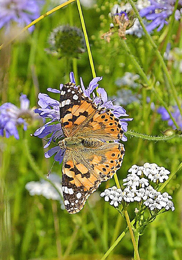 Am Kaiserstuhl   gibt es besonders viele farbenprchtige  Schmetterlinge.  | Foto: Eugenie Fiedler
