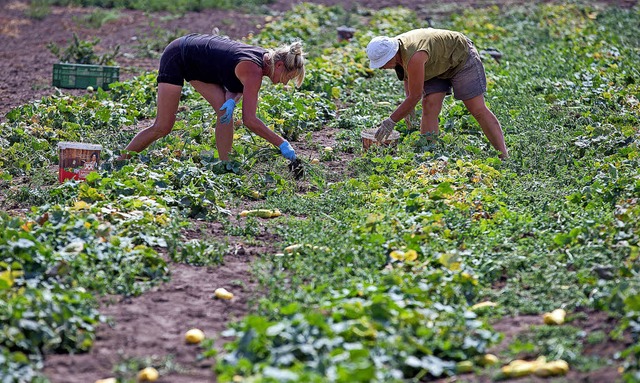 Erntehelfer zu gewinnen, ob in der Lan...au, gestaltet sich immer schwieriger.   | Foto: dpa