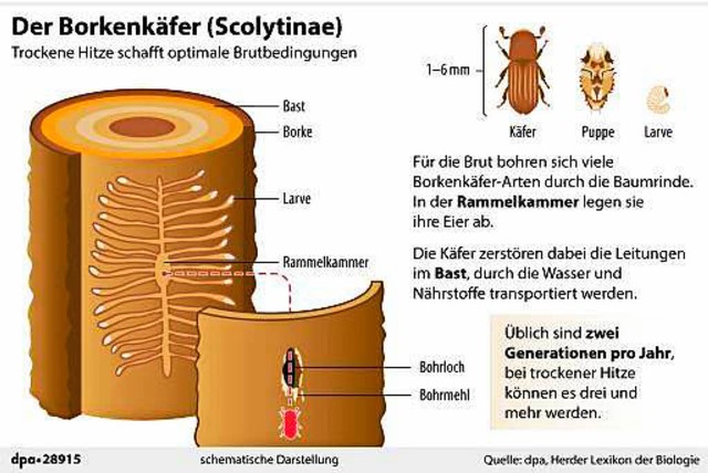   | Foto: dpa-infografik