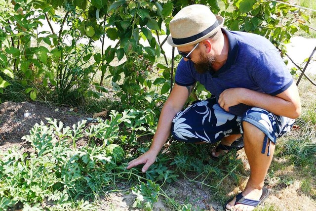 Besonders stolz ist Georg Weinert auf seine Wassermelone.  | Foto: Theresa Steudel