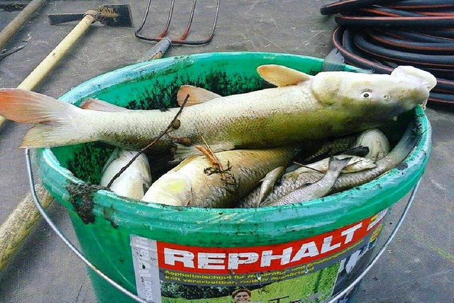 Tote Fische mssen in Reute aus der Gl...ermeister Michael Schlegel kritisiert.  | Foto: Gemeinde Reute 