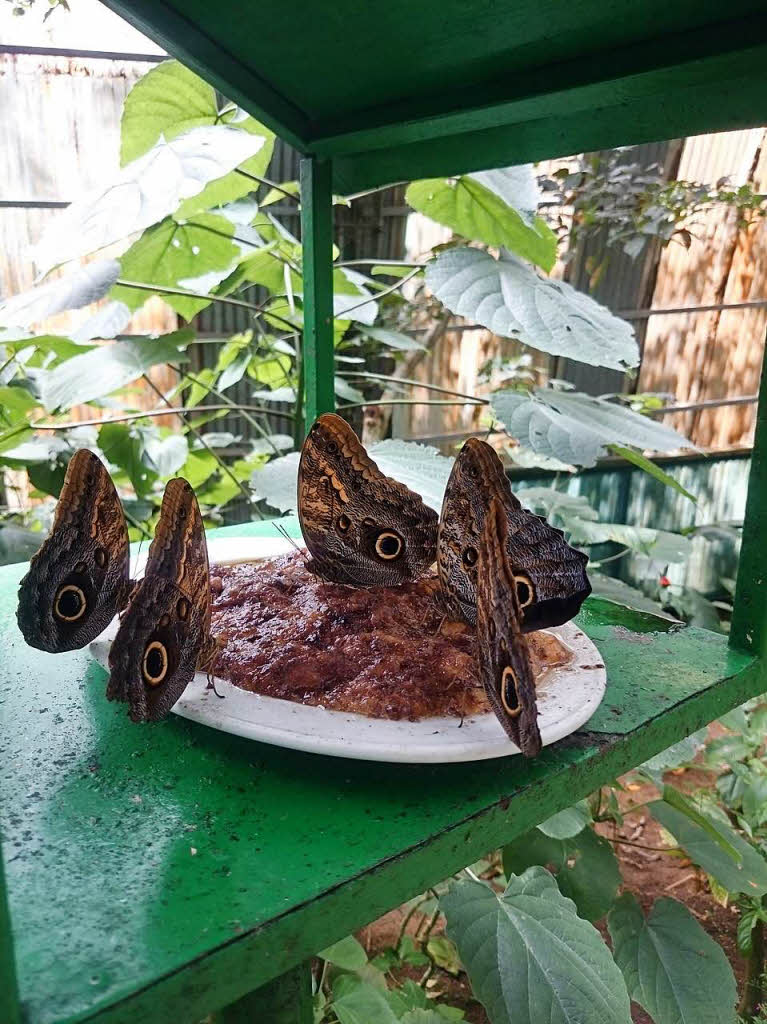 Meine Lieblingstiere sind Schmetterlinge, hier sind Sie am Essen, es gibt Bananenbrei, aufgenommen in Costa Rica. Verona Teuchert