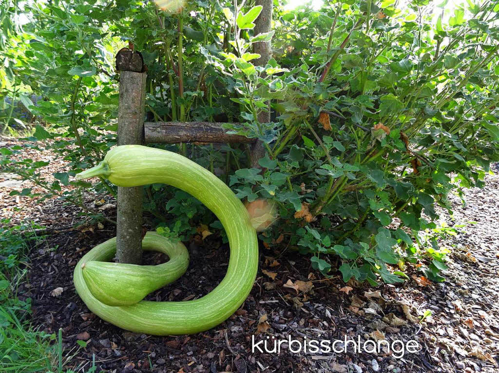 Hier einige Lieblingtiere - alle fotografiert in einem Garten am Weilweg. Goggi Mller, Weil am Rhein