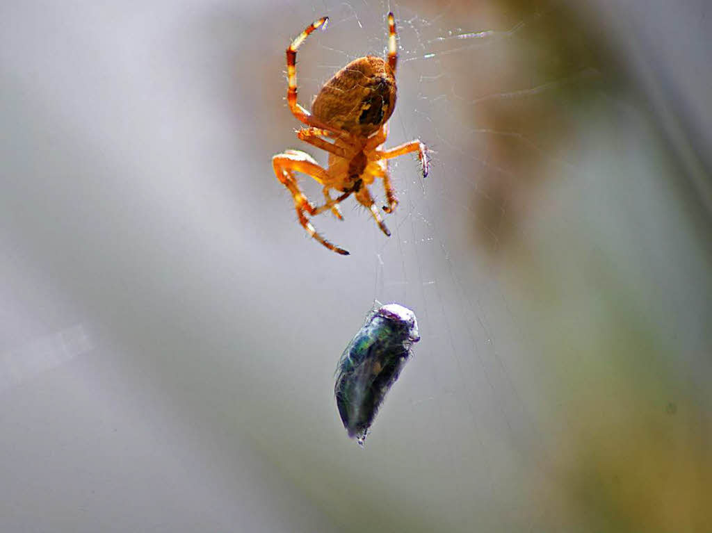 Lieblingstier: Die Spinne, die frisst die Fliegen! (Daheim am Teich).Helge Friedlein