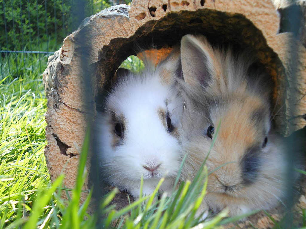 Meine anderen beiden Lieblingstiere sind meine Kaninchen Max und Ronny. Das Bild hab ich gemacht, als wir sie vor ein paar Jahren bekommen haben.Helena Friedlein, Haltingen